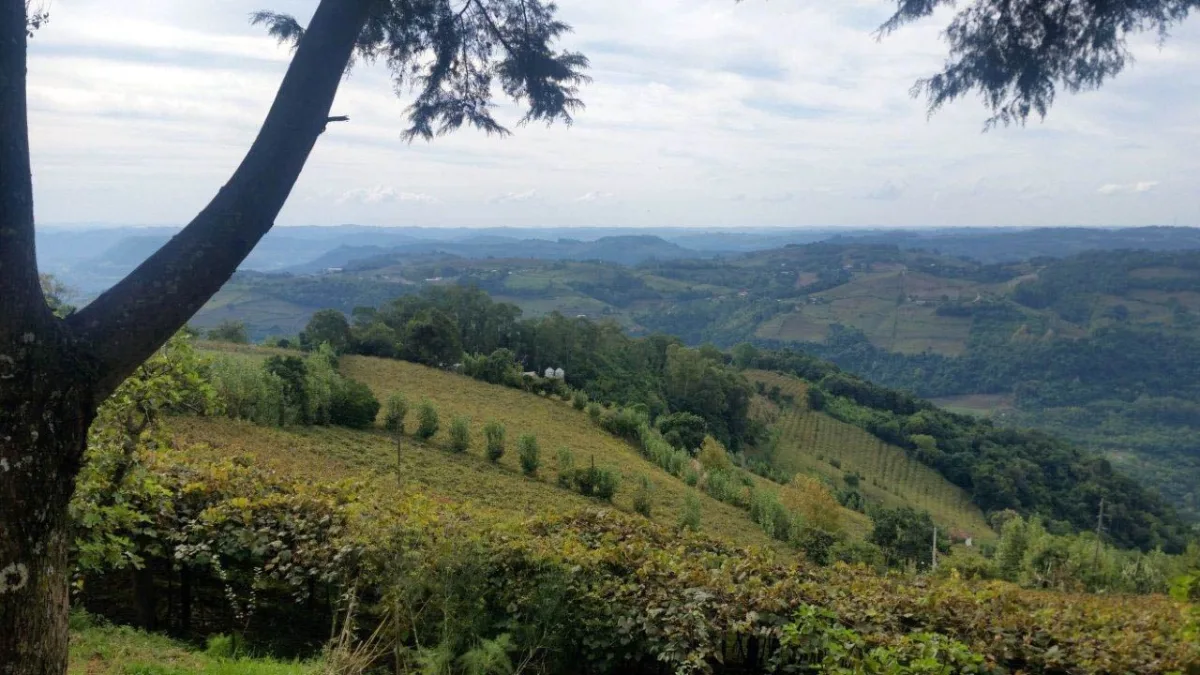 Foto 2 do roteiro Vale dos Vinhedos em 4 dias: vinícolas, jantar harmonizado e a Serra Gaúcha sem pressa