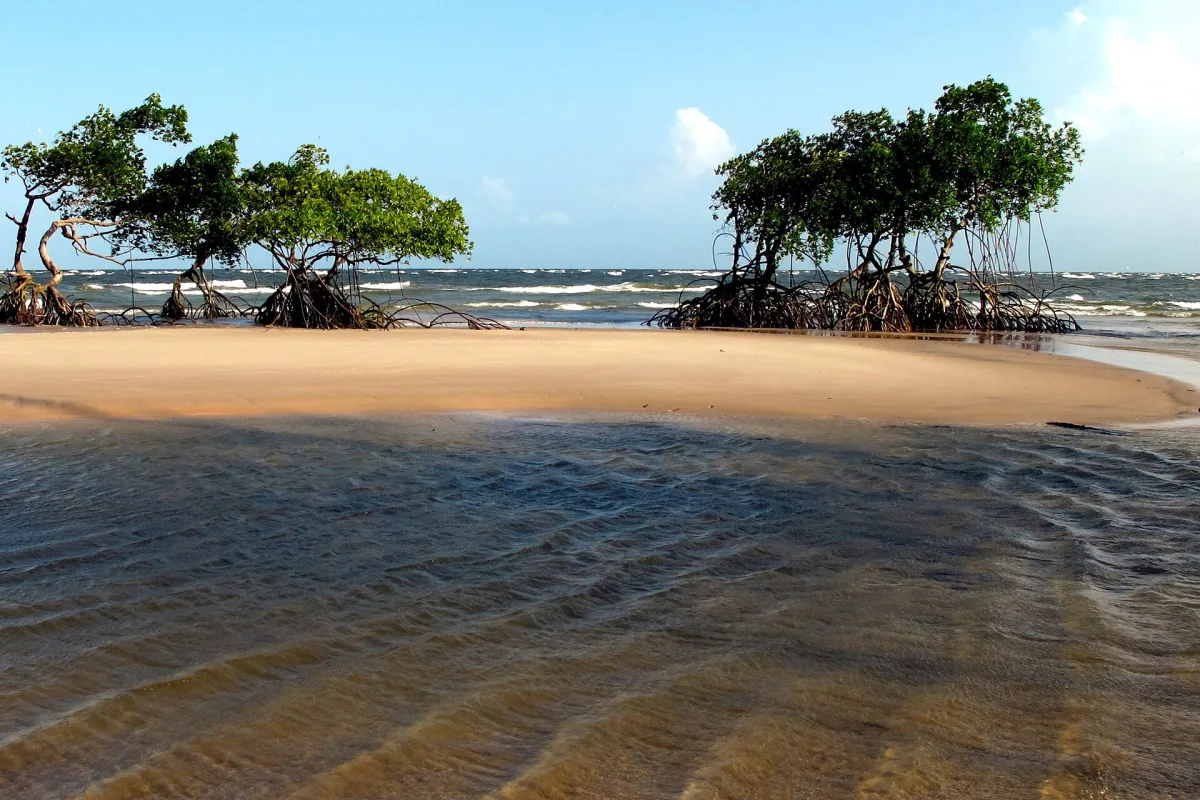 Foto 3 do roteiro Belém e Ilha do Marajó em 5 dias: Ver-o-Peso, tacacá e búfalos na praia