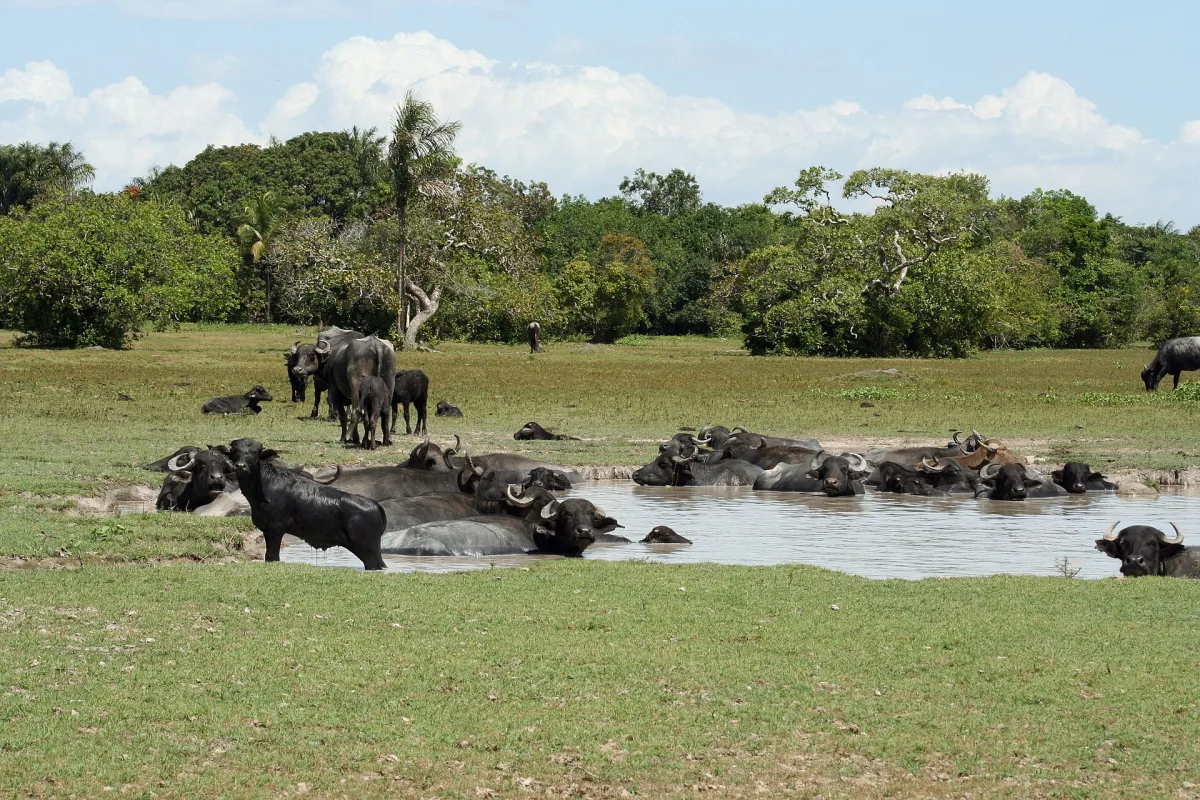 Foto 4 do roteiro Belém e Ilha do Marajó em 5 dias: Ver-o-Peso, tacacá e búfalos na praia